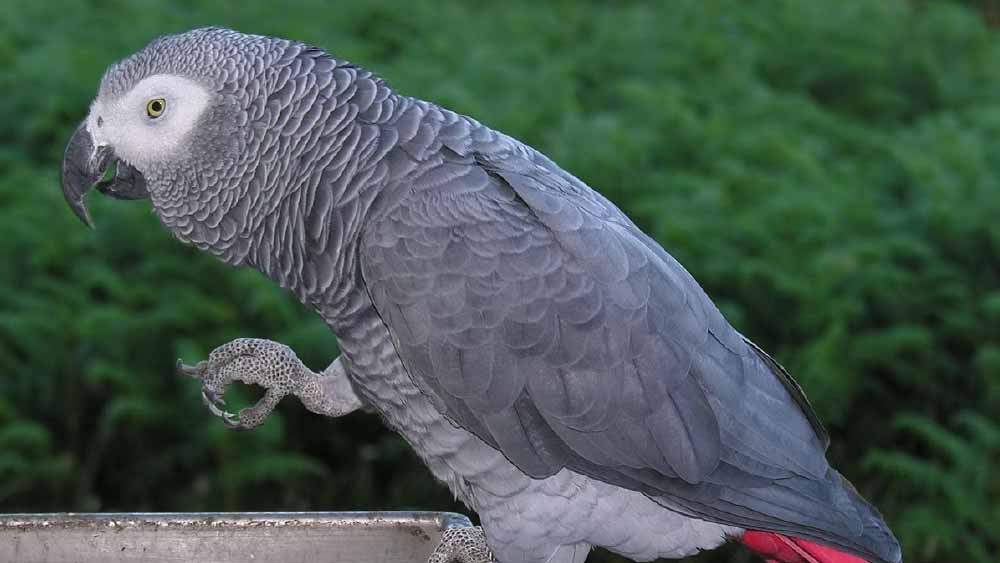 ‘বাড’ সেই আফ্রিকান প্রজাতির তোতা, যার স্মৃতিশক্তি বেশ ভাল। তাই মালিকের গলায় তার ডেকে ওঠা ‘ফা... ডোন্ট শুট’ শব্দবন্ধই হয়ে উঠল এই বিচার প্রক্রিয়ার সাক্ষী।
