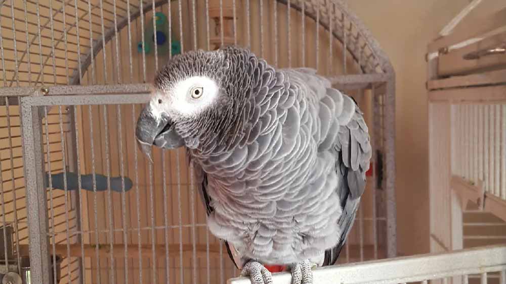 খুনের মামলায় সাক্ষী দিচ্ছে পাখি, গল্প-উপন্যাসে এমন বহু কাহিনি পাওয়া যায়। বাস্তবেও এমন ঘটনা পাওয়া গিয়েছে। তাতে নতুন সংযুক্তি এই আফ্রিকান গ্রে প্যারটের সাক্ষ্যদান।