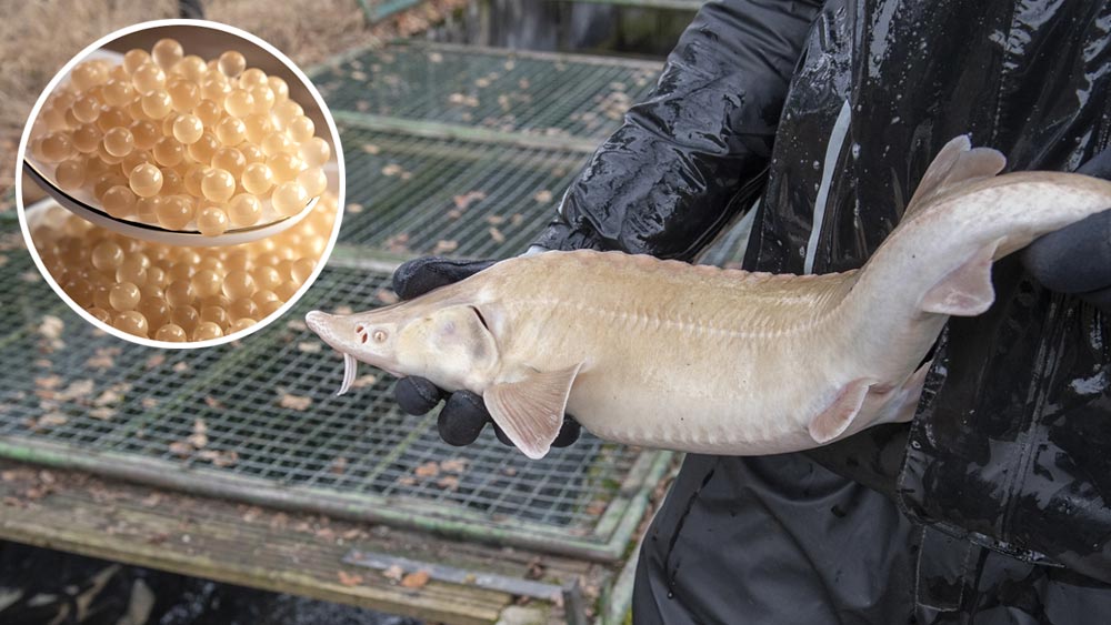 অ্যালবিনো ক্যাভিয়ার: এক ধরনের মাছের ডিম। ৬০ থেকে ১০০ বছর বয়সি অ্যালবিনো স্টারজিওন মাছ থেকে পাওয়া যায়। ইরানের কাছে কাস্পিয়ান সাগরে এই বিরল প্রজাতির মাছ পাওয়া যায়। এক কেজি ডিমের দাম ২৫ লক্ষ টাকারও বেশি।