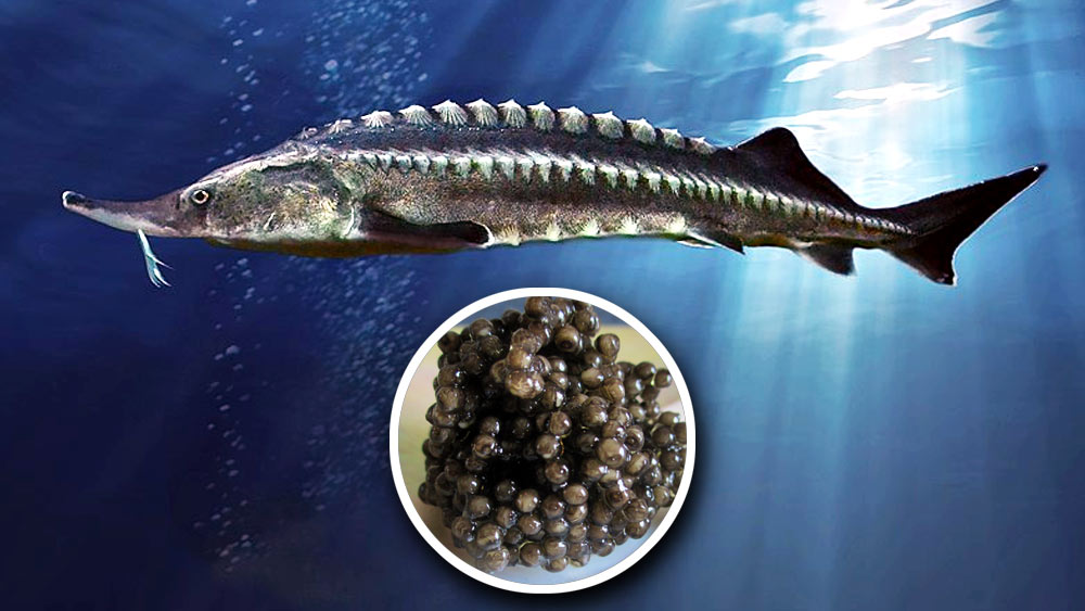 সাদার পাশাপাশি অ্যালবিনো স্টারজিওনেরও কালো ডিমও মেলে। সেই এক কেজি ডিমের দাম ৭ লক্ষ ২৫ হাজার টাকা।