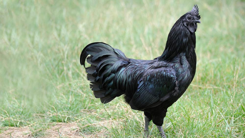 আয়াম সেমানি ব্ল্যাক চিকেন: ইন্দোনেশিয়ায় এই বিরল প্রজাতির কালো মুরগি দেখতে পাওয়া যায়। ইন্দোনেশিয়ায় একটা মুরগিছানার দাম প্রায় ১৫ হাজার টাকা। সে দেশের বাইরে একটার দাম ৭৪ হাজার টাকারও বেশি।