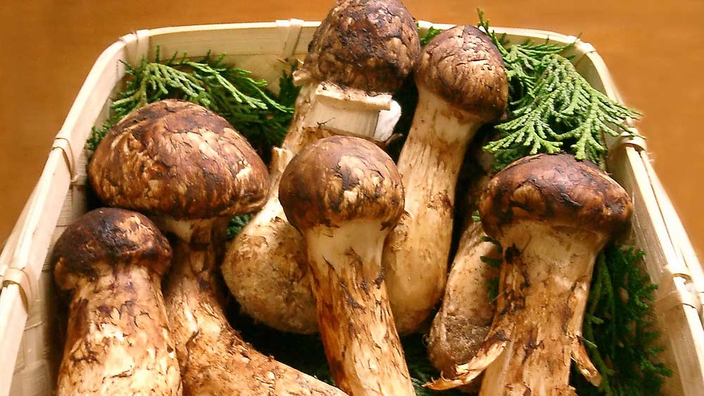 মাতসুতা মাশরুম: বিশ্বের ব্যয়বহুল মাশরুমগুলির অন্যতম এটি। জাপানের তাম্বা এলাকায় জন্মায়। শরতের শুরুর সঙ্গে সঙ্গে এর দেখা পাওয়া যায়। জাপানের রন্ধনপ্রণালীর অন্যতম সুস্বাদু উপাদান। দাম ৭৫ হাজার থেকে দেড় লক্ষ টাকা।