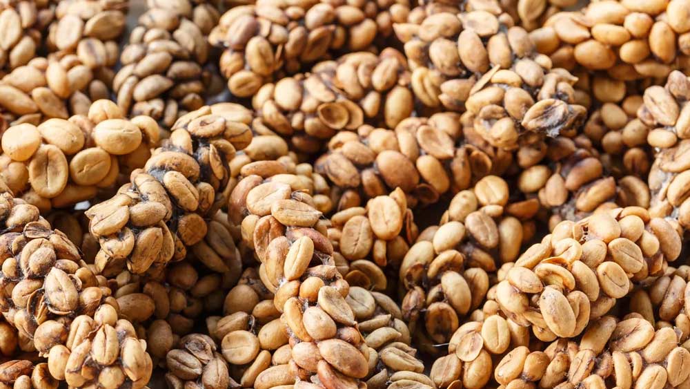 কোপি লুওয়াক কফি: বিশ্বের ব্যয়বহুল কফি। যার বিন তৈরি করা হয় এক ধরনের বিড়ালের মল থেকে। এই বিড়ালগুলি এশিয়ার একাংশে দেখতে পাওয়া যায়। তারা কফি বেরি খায়। হজম করতে না পারায় দানাগুলি মলের সঙ্গে বার করে দেয়। সেই মল থেকে দানাগুলি সংগ্রহ করে ধুয়ে, থেতলে, শুকনো করে ভাজা হয়। এর দাম ৪৪ হাজার টাকা।