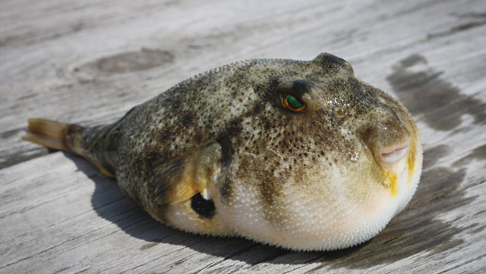 ফুগু মাছ: বিশ্বের অন্যতম বিপজ্জনক মাছ। একে সঠিক ভাবে রান্না না করে খেলে বিপদ হওয়ার সম্ভাবনা রয়েছে। শুধুমাত্র উচ্চ প্রশিক্ষিত এবং লাইসেন্সপ্রাপ্ত রন্ধনশিল্পীরা এই মাছ রান্না করে থাকেন। প্রতিটি মাছের দাম ২২ হাজার টাকা।