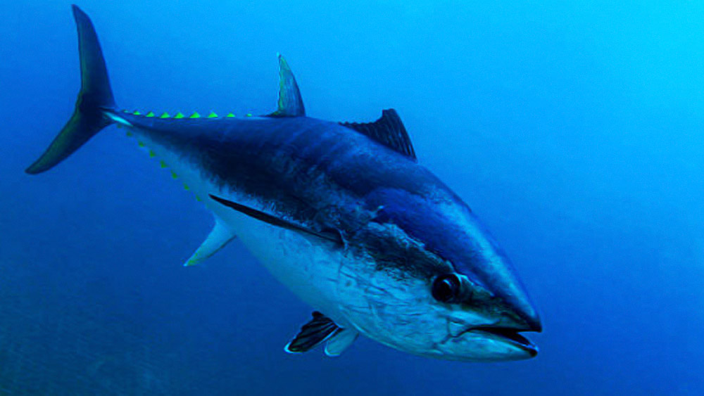  ব্লু ফিন টুনা: বিপন্ন প্রজাতির মাছ, যারা ৪০ বছর পর্যন্ত বেঁচে থাকে। টুনা সাধারণত অন্যান্য মাছের তুলনায় বেশি দামি। এক কিলো মাছের দাম প্রায় সাড়ে ছ’হাজার টাকা।