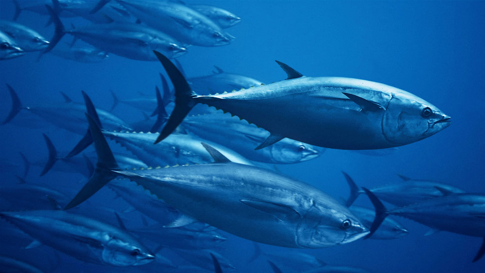  জাপানের এক ব্যবসায়ী কিয়োশি কিমুরা ২৩ কোটি টাকা দিয়ে ২৭৮ কেজির টুনা মাছ কিনেছিলেন।