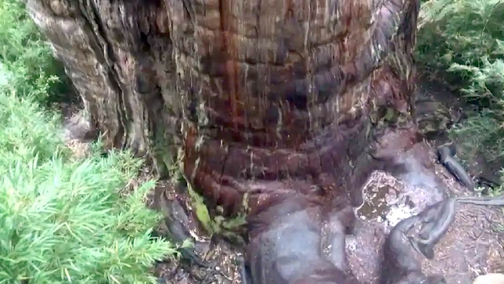 খোঁজ মিলল পৃথিবীর সব থেকে পুরনো গাছের! এমনটাই দাবি করছেন চিলির এক দল উদ্ভিদ বিজ্ঞানী। চিলির বিজ্ঞানীদের মতে ‘গ্রেট-গ্র্যান্ডফাদার’ নামে পরিচিত চার মিটার পুরু কাণ্ড যুক্ত একটি কনিফার গাছ বিশ্বের প্রাচীনতম জীবন্ত গাছ হতে পারে।