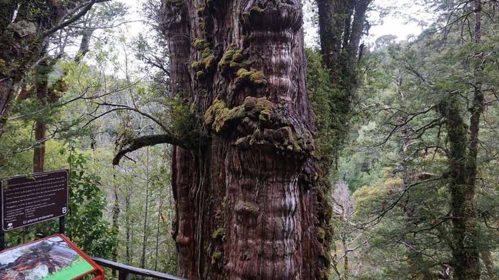 জোনাথনের মতে এই গাছটির আনুমানিক বয়স ৫,৪৮৪ বছর।