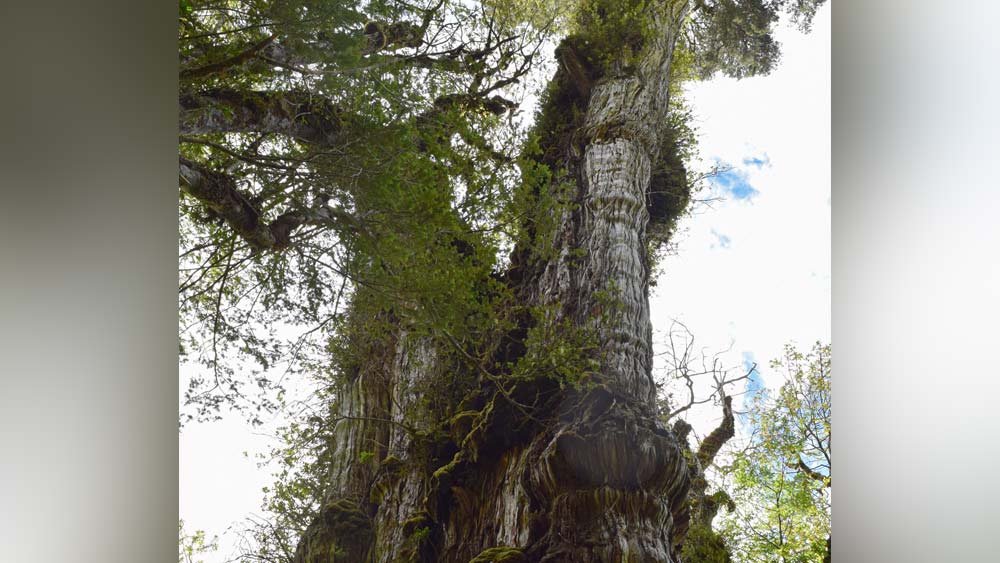 এই গাছটি একটি প্যাটাগোনিয়ান সাইপ্রেস প্রজাতির গাছ। এই গাছের নাম ফিটজরোয়া কুপ্রেসয়েডস, যা স্প্যানিশ ভাষায় অ্যালিয়ারস মিলেনারিও নামেও পরিচিত।