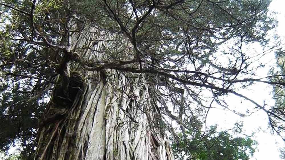 ফিটজরোয়া কুপ্রেসয়েডস চিলি এবং আর্জেন্টিনাতে দেখতে পাওয়া একটি কনিফার গাছ, যা ‘জায়ান্ট সিকোইয়াস’ এবং ‘রেডউডস’ গাছের মতোই কুপ্রেসেসিয়া পরিবারের অন্তর্গত।