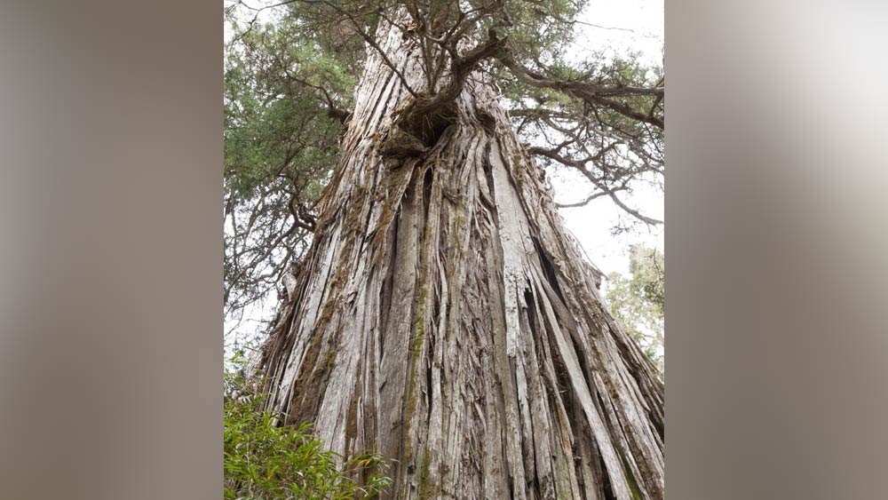 এই গাছ অবিশ্বাস্য ভাবে ধীরে বৃদ্ধি পায়। এই গাছগুলি ৪৫ মিটার বা ১৫০ ফুট পর্যন্ত লম্বা হতে পারে।