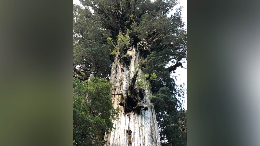 জোনাথন ছোটবেলা থেকেই এই গাছটির কথা শুনে আসছেন। ছোটবেলায় এই গাছটি বেশ কয়েক বার দেখতেও গিয়েছেন তিনি। তবে ছোটবেলায় এই গাছ সম্পর্কে বিশেষ কোনও ধারণা তাঁর ছিল না।