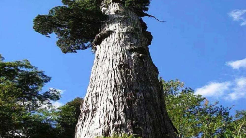 এই গাছের সঠিক বয়স কত তা নিয়ে এখনও গবেষণা চলছে। আর সেই কারণেই পাকাপাকি ভাবে তাঁর অনুমান জোনাথন এখনও কোনও গবেষণাপত্র প্রকাশ করেননি। যদিও আগামী কয়েক মাসের মধ্যেই এই গাছের আসল বয়স কত তা নিয়ে জোনাথন গবেষণাপত্র বের করবেন বলে মনে করা হচ্ছে।