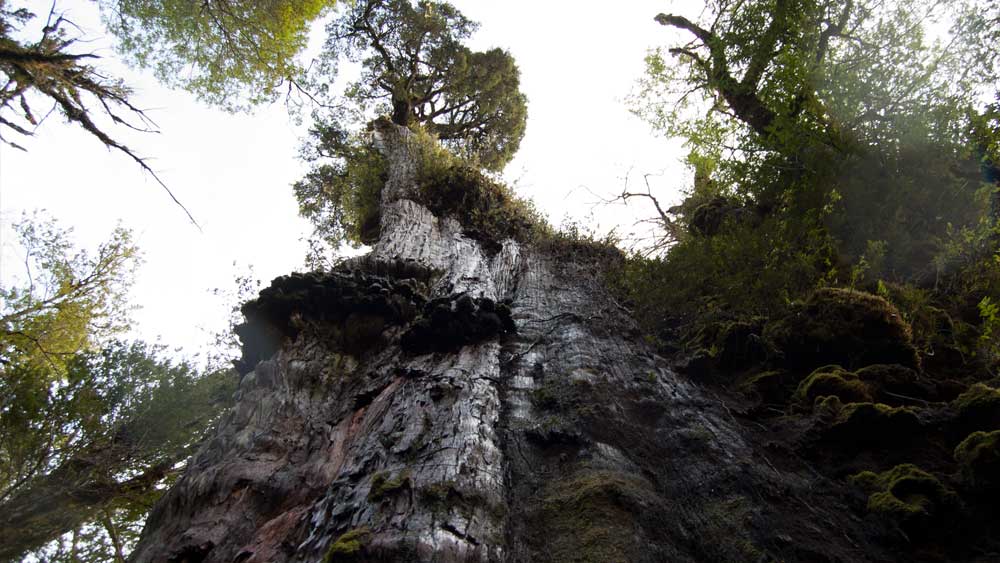 জোনাথনের অনুমান যদি সত্যি হয়, তা হলে তা উদ্ভিদ-বিজ্ঞানীদের জন্য গবেষণার একটি নতুন দিক খুলে দেবে।