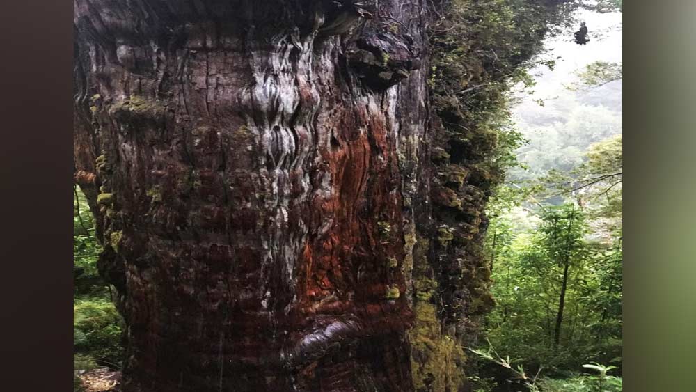 গত ৬০০ বছর ধরে ক্যালিফোর্নিয়ার ৪,৮৫৩ বছর বয়সি একটি ব্রিস্টেলকোন পাইন গাছকে বিশ্বের সবথেকে প্রাচীন গাছ বলে মনে করা হয়। এই গাছ ‘মেথুসেলাহ’ নামে পরিচিত। তবে জোনাথনের দাবি যদি সত্যি বলে প্রমাণিত হয়, তা হলে অ্যালিয়ারস মিলেনারিও গাছটি পুরনো সব রেকর্ড ভেঙে বিশ্বের প্রাচীনতম গাছের তকমা পাবে।