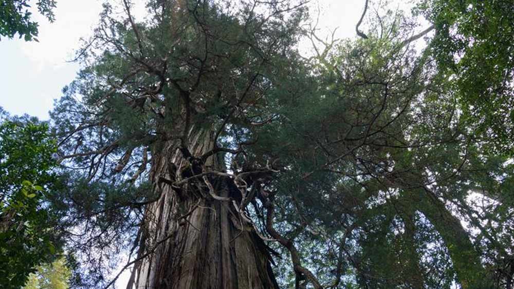 ‘গ্রেট-গ্রান্ডফাদার’ বা অ্যালিয়ারস মিলেনারিও গাছটি চিলির অ্যালিয়ারস কোস্টেরো জাতীয় উদ্যানে অবস্থিত। এই গাছ শ্যাওলা, লাইকেন এবং অন্যান্য গাছপালার দ্বারা পরিবেষ্টিত।