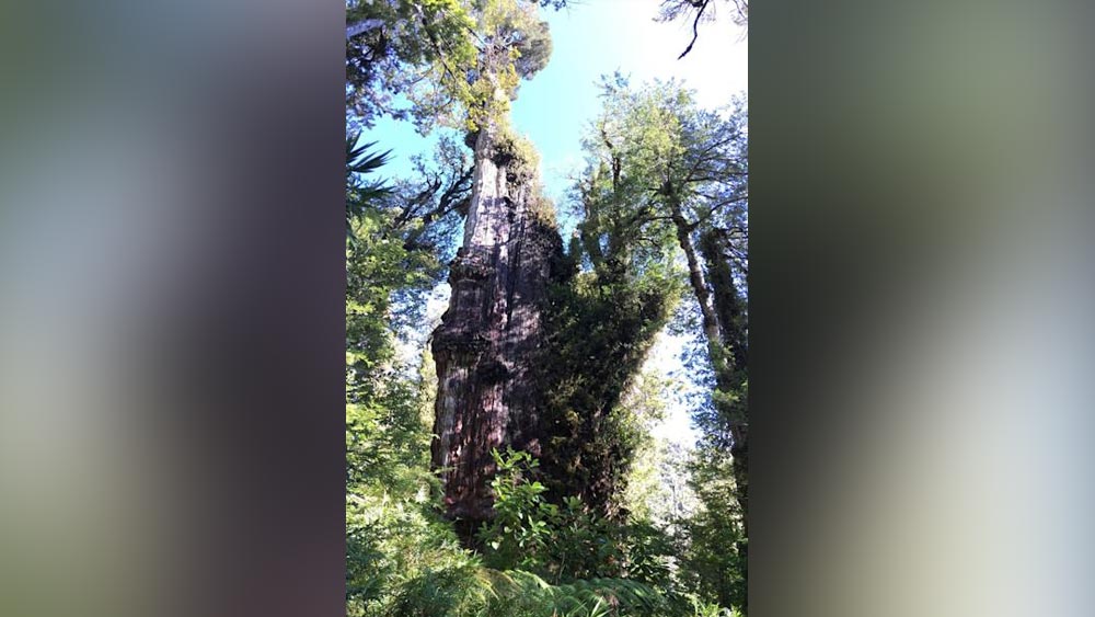 তবে এই গাছ নিয়ে উদ্বেগও প্রকাশ করেছেন জোনাথন। তাঁর মতে জলবায়ু পরিবর্তনের ফলে এই গাছের এমনই অনেক ক্ষতি হয়েছে। তবে জলের অভাবে এই গাছটির চারপাশ জুড়ে বেশ খানিকটা এলাকা শুকনো হয়ে গিয়েছে।