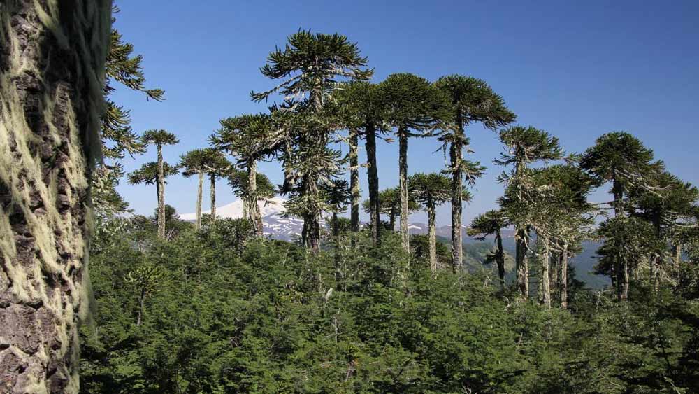 চিলিতে বন এবং গাছের সংখ্যা কমে যাচ্ছে বলে আগেই সতর্ক করেছিল সেই দেশের ‘ফরেস্ট্রি ইনস্টিটিউট’।