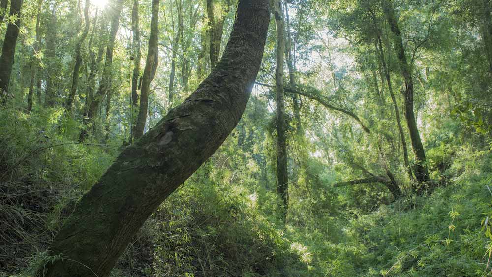 ‘ফরেস্ট্রি ইনস্টিটিউট’ অনুযায়ী, ১৯৭৩ থেকে ২০১১ সালের মধ্যে, চিলিতে সাত লক্ষ ৮০ হাজার হেক্টরেরও বেশি স্থানীয় বনাঞ্চল কেটে ফেলা হয়েছে।