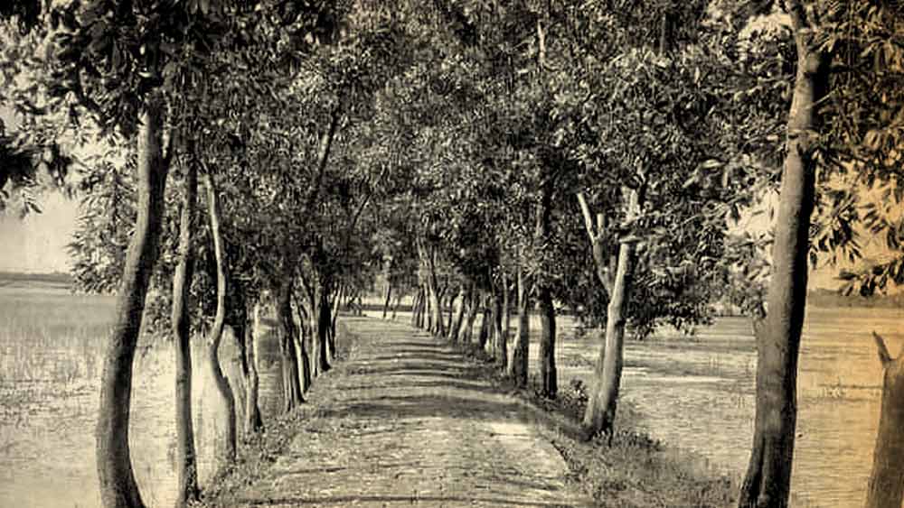 রাস্তার ধারের গাছে আত্মহত্যা করার পিছনে তার একটি উদ্দেশ্য ছিল। কারণ, ওই রাস্তা দিয়েই টম রোজ কাজে যেত।