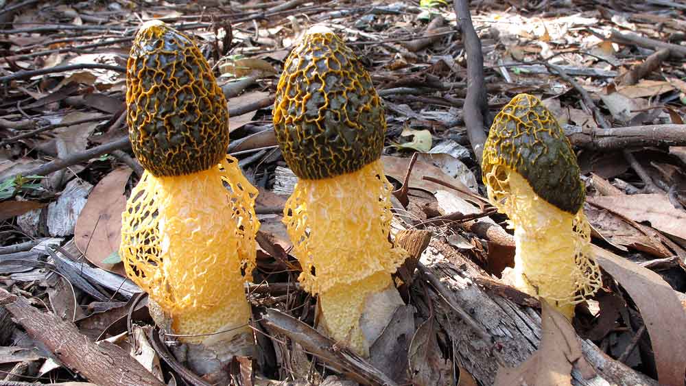 এই সেই মাশরুম। 