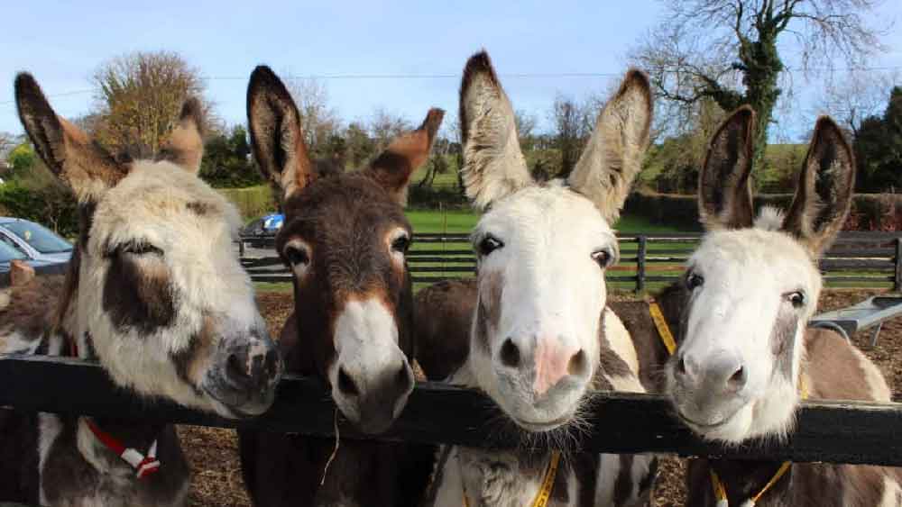 কর্নাটকে প্রথম গাধার খামার খুলে ইতিহাস গড়লেন প্রৌঢ়।