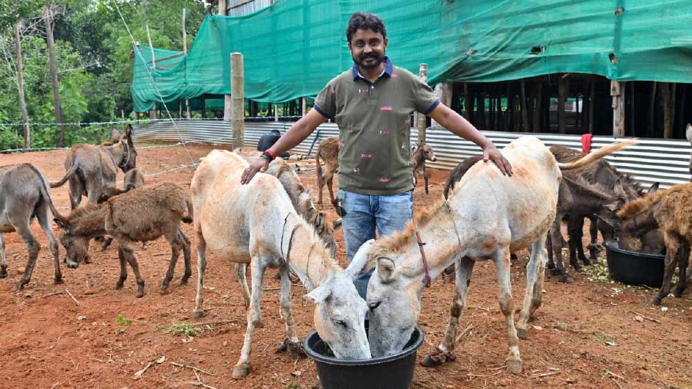এর আগে কেরলের এর্নাকুলাম জেলায় একটি গাধার খামার খুলেছিলেন এক ব্যক্তি। সেই হিসেবে দেখলে দেশের দ্বিতীয় গাধার খামার খুললেন কর্নাটকের শ্রীনিবাস গৌড়া।