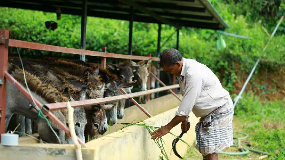 ৪২ বছর বয়সি শ্রীনিবাস কাজ করতেন একটি সফটওয়্যার কোম্পানিতে। কিন্তু হঠাৎই সেই কাজ ছেড়ে দেন।