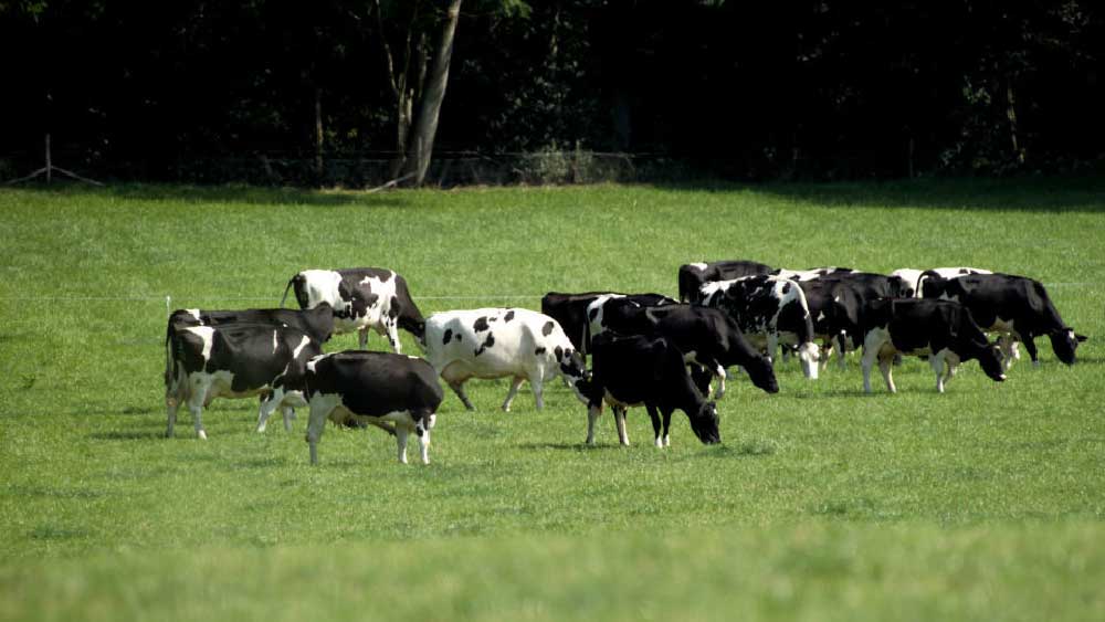 এই ভাবনা থেকে পশুপালন বিদ্যা নিয়ে পড়াশোনা শুরু করেন শ্রীনিবাস। রীতিমতো ডিগ্রিও বাগিয়েছেন।
