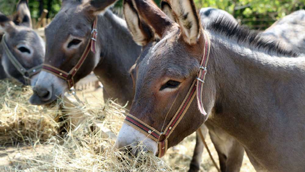 অনেক ভেবে শ্রীনিবাস ঠিক করলেন, গাধার খামার খুলবেন। 