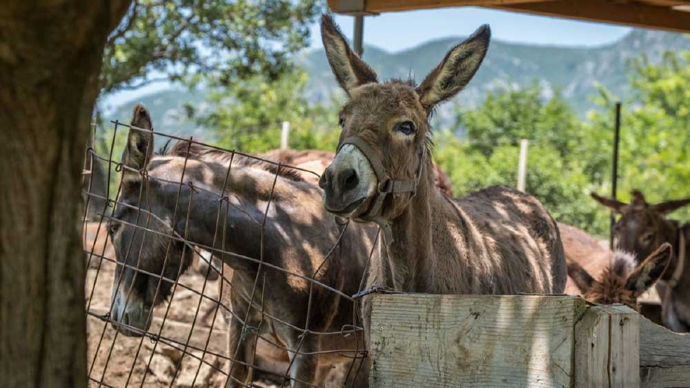 কর্নাটকের দক্ষিণ কন্নড় গ্রামে এক চিলতে জমিতে গাধার খামার খুলেছেন শ্রীনিবাস। কিন্তু এত পশু থাকতে গাধা কেন?