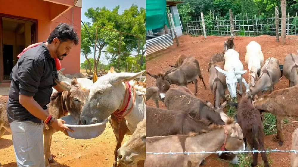 গত ৮ জুন গাধার খামারের ‘উদ্বোধন’ করেছেন শ্রীনিবাস। তাঁর কথায়, ‘‘গাধাদের দুর্দশা দেখেই ঠিক করি ওদের নিয়ে খামার করব।’’