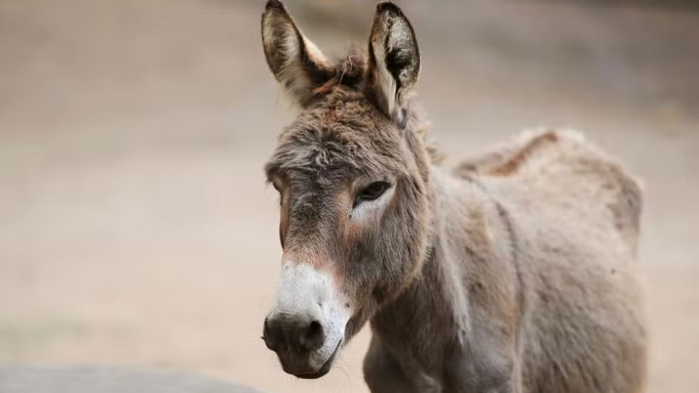 গাধা এখন তেমন কোনও কাজেই আসে না। শ্রীনিবাস বলেন, ‘‘আগে ধোবারা গাধার ব্যবহার করতেন। কিন্তু এখন তো আধুনিক লন্ড্রির সময়। ওদের আর কেউ কাজে লাগায় না। অনেক জায়গায় গাধার সংখ্যাও কমে গিয়েছে।’’