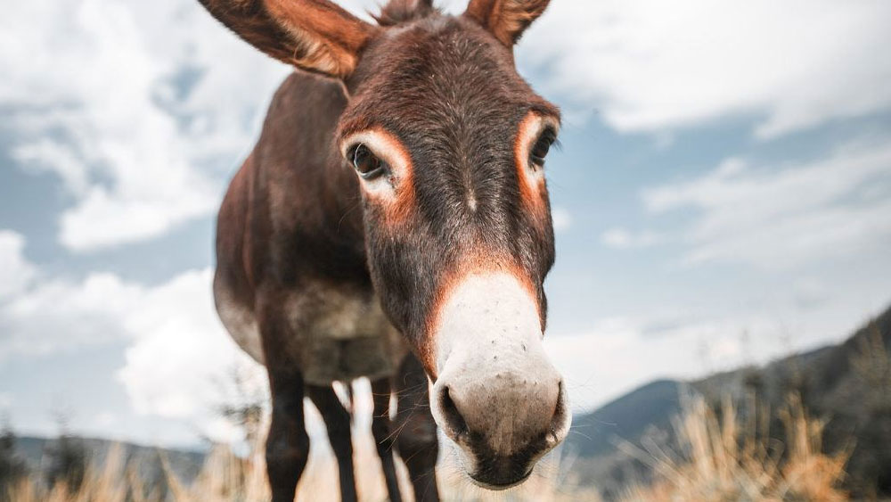 কিন্তু সব ছেড়ে কি না গাধার ব্যবসা? চাকরি ছেড়ে নতুন ব্যবসায় নামা শ্রীনিবাসকে এই প্রশ্ন তুলে টিপ্পনী করতে শুরু করেছিলেন বন্ধু-বান্ধব এবং পরিচিতরা।