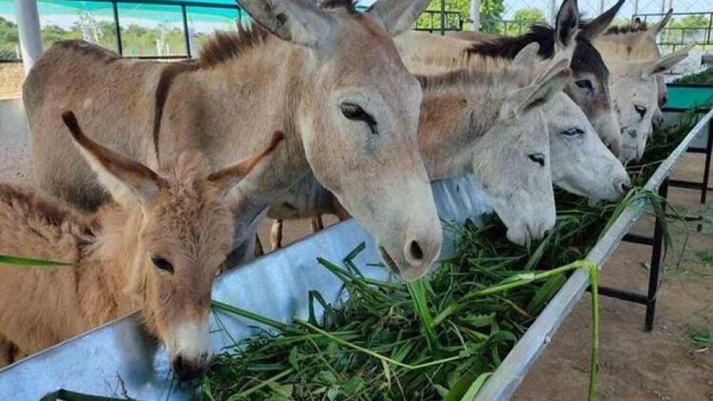 কারও কথা গায়ে মাখেননি শ্রীনিবাস। খুলেই ফেলেছেন খামার।