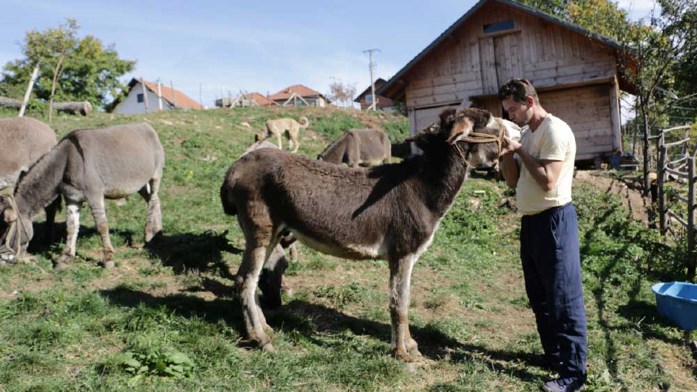 গাধার দুধের পুষ্টিগুণ না কি প্রচুর। শোনা যায়, ক্লিওপেট্রা গাধার দুধ খেতেন। চিকিৎসা শাস্ত্রেও গাধার দুধ ব্যবহার করা হয়।