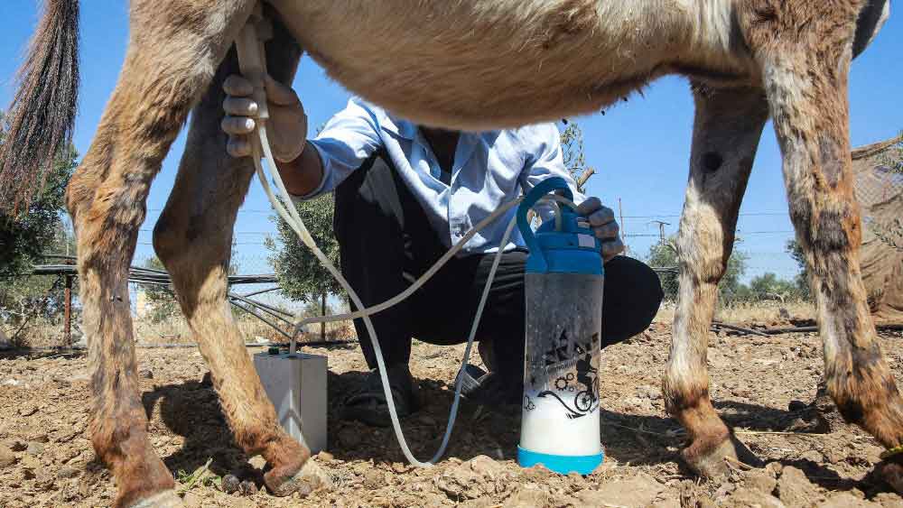 শ্রীনিবাসও বলছেন গাধার খামার খোলার লক্ষ্যই হল জমিয়ে দুধের ব্যবসা করা।