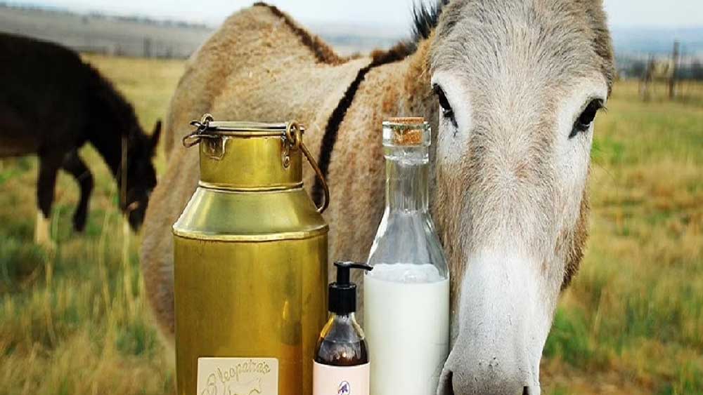 শপিং মল, রেস্টুরেন্ট, সুপার মার্কেটে গাধার দুধ দেবেন শ্রীনিবাস। 