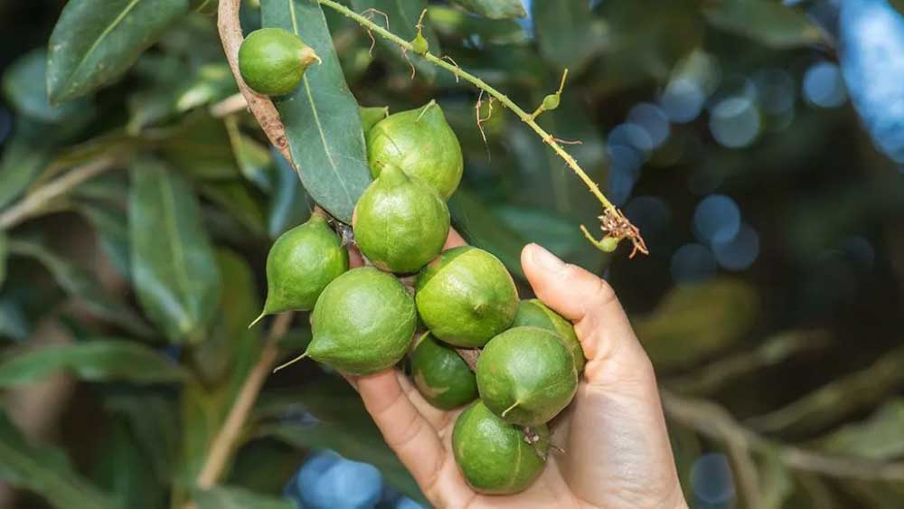 বাদামগুলির ডিএনএ নমুনা নিয়ে পরীক্ষা করে জানা যায়, তাদের ডিএনএ গঠনে অদ্ভুত রকমের সাদৃশ্য খুঁজে পাওয়া গিয়েছে।