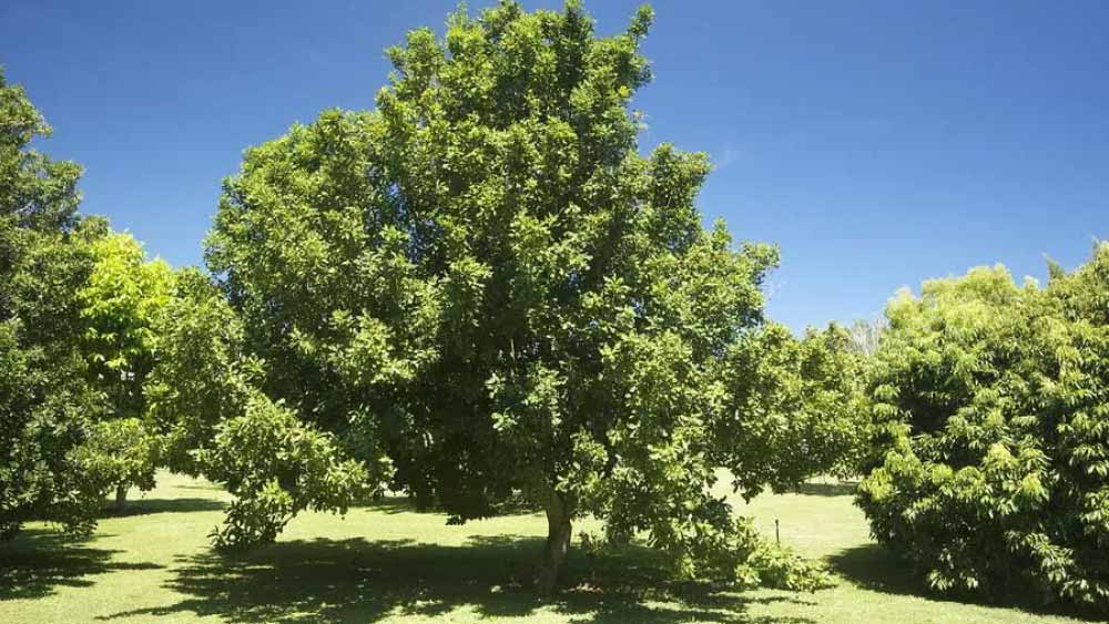 গবেষকরা জানিয়েছেন, এই গাছের বীজ থেকেই অধিকাংশ বাদাম উৎপাদন করা হয়, তাই উৎপাদনের মূল উৎস হিসাবে এই গাছটিকেই ধরা হয়। এ জন্য এটি ‘ম্যাসেডেমিয়া গাছের চেঙ্গিজ খাঁ’ নামেও প্রসিদ্ধ।
