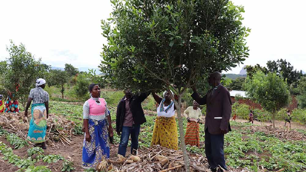 ম্যাসেডেমিয়া গাছ বেড়ে ওঠার জন্য চাই উপযুক্ত পরিবেশ— প্রচুর পরিমাণ বৃষ্টি, প্রয়োজনীয় উপাদান সমৃদ্ধ মাটি এবং উষ্ণ আবহাওয়া।