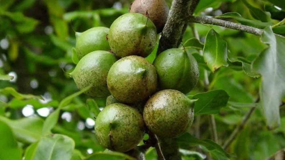 কিন্তু সব এলাকার পরিবেশ ম্যাসেডেমিয়া গাছ বেড়ে ওঠার পক্ষে উপযোগী নয়। নির্দিষ্ট কিছু এলাকায় এই বাদাম উৎপাদন হয় বলেই এর দামও বেশি।