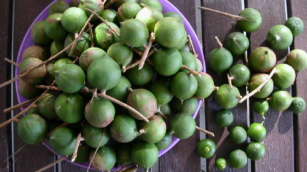 অস্ট্রেলিয়ার ৫০টি বৃহত্তম স্থাপত্যের মধ্যে উমবাইয়ের ‘বিগ ম্যাসেমেডিয়া নাট’ উল্লেখযোগ্য। ১৯৭৮ সালে এই থিম পার্কটি তৈরি করা হয়।