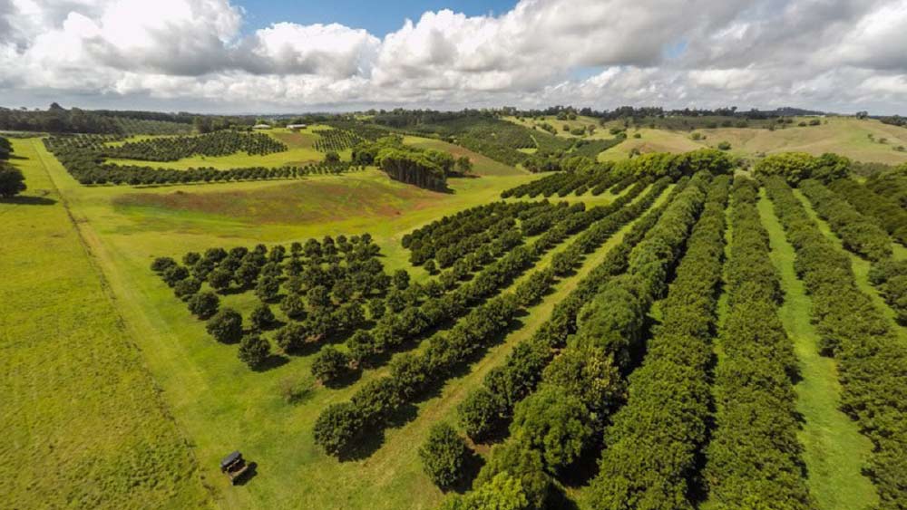 কুইনসল্যান্ডের পর্যটন কেন্দ্রের মধ্যে এটি ছিল অন্যতম। ম্যাসেডেমিয়া বাদাম উৎপাদনের প্রধান কেন্দ্রস্থল হিসাবে কুইন্সল্যান্ডকে মান্যতা দিতেই এই পার্কটি তৈরি করা হয়েছিল। কিন্তু ২০১৩ সালে এই পার্কটি বন্ধ হয়ে যায়।
