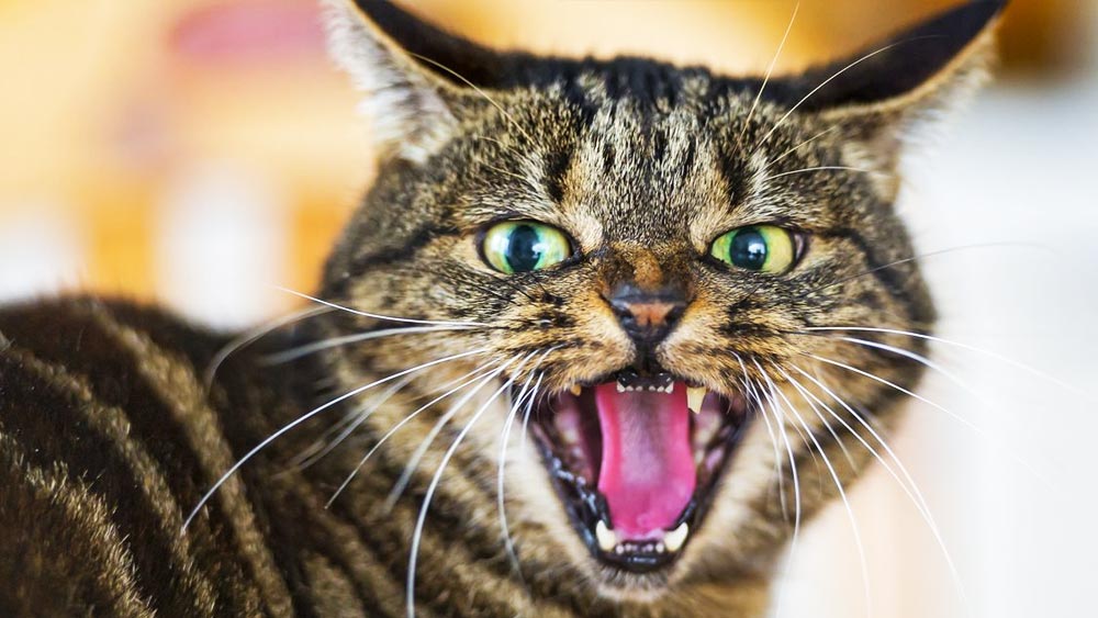 মহিলার খোঁজে নেমে তাঁর বাড়ি যায় পুলিশ। তবে মহিলার ঘরে প্রবেশ করতেই আঁতকে ওঠেন পুলিশ কর্তারা। তাঁরা দেখতে পান মহিলার দেহাংশ। আর সেই দেহাংশ ঘিরে পরম আনন্দে নিজেদের রসনা তৃপ্তি করছে ২০টি বেড়াল।