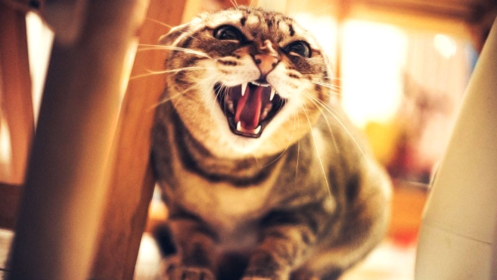 রাশিয়ার রোস্তভ অঞ্চলের বাতায়স্কে এই ঘটনাটি ঘটেছে।