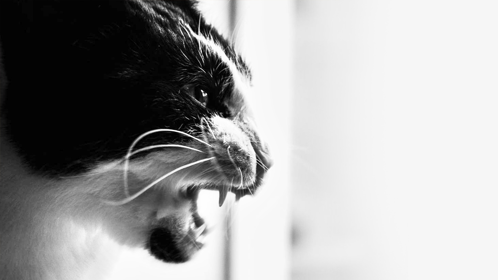 তবে কোথা থেকে ঘরে ঢুকল এই বিড়ালগুলি? তদন্তে চালিয়ে পুলিশ পরক্ষণেই জানতে পারে যে, বাইরের থেকে নয়। এই বিড়ালগুলি ছিল ঘরের ভিতরেও। ওই মাংসাশী বিড়ালগুলি মৃতা মহিলারই পোষা।