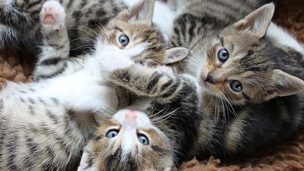 এই খবরটি প্রকাশ্যে আসার পর এক প্রাণী বিশেষজ্ঞ বলেন, ‘‘বিড়ালগুলি অনেক দিন ধরে অভুক্ত ছিল। ঘরে কোনও খাবার ছিল না। তাই এই পরিস্থিতিতে তারা আর কী খাবে? যা হাতের সামনে পেয়েছে তাই খেয়েছে।’’