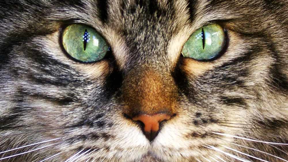 পুলিশ সূত্রে জানা গিয়েছে, এই বিড়ালগুলির মধ্যে কিছু বিড়ালকে ইতিমধ্যেই প্রায় তিন হাজার টাকার বিনিময়ে নতুন মালিকদের বাড়িতে পাঠানো হয়েছে। তবে এই বিড়ালগুলি যে মালিকেরই রক্ত এবং মাংসের স্বাদ পেয়েছে, তা নিয়ে নতুন মালিকদের জানানো হয়েছে কি না, তা এখনও স্পষ্ট নয়।