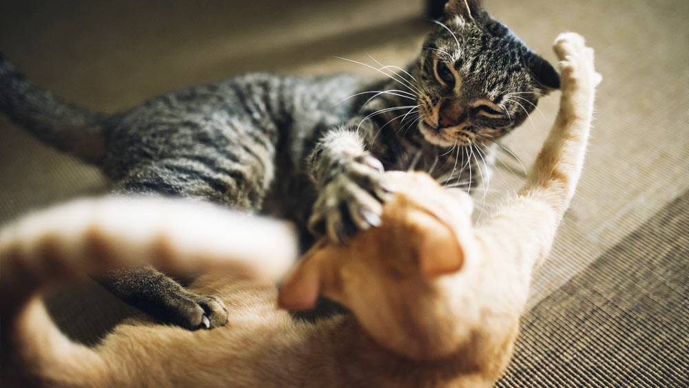 পুলিশ জানিয়েছে, এই বিড়ালগুলি মেইন কুন প্রজাতির। মেইন কুন প্রজাতির বিড়ালগুলি সাধারণ বিড়ালের থেকে আকারে বেশ কিছুটা বড় এবং শক্তিশালী হয়।